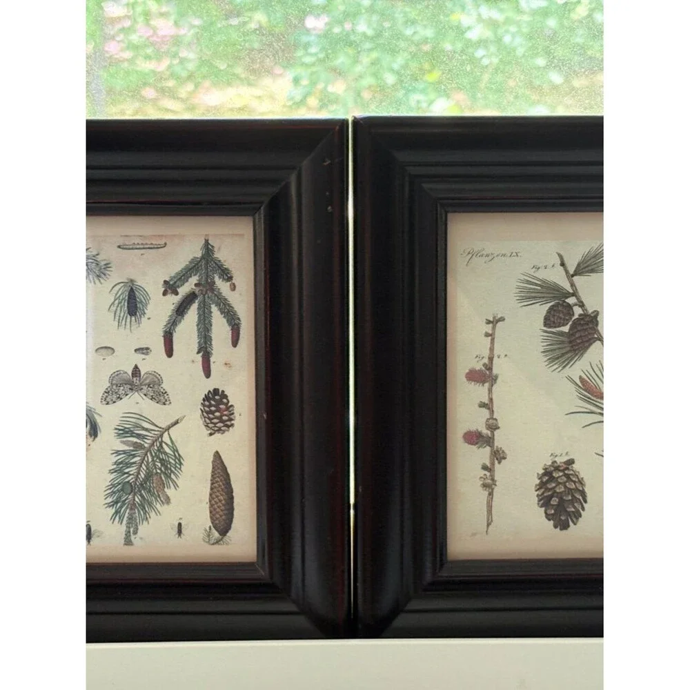 Two Small Decorative Botanical Pine Tree & Cone Prints in Wood Frames